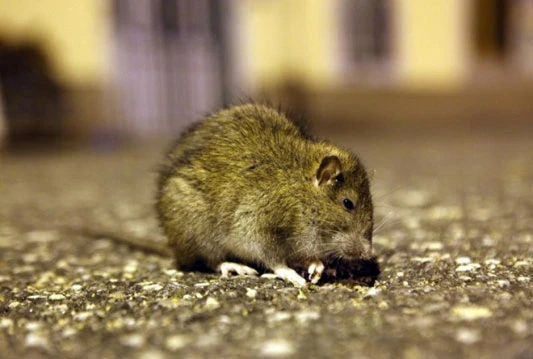 Naša stranka podržava peticiju za provođenje DDD mjera