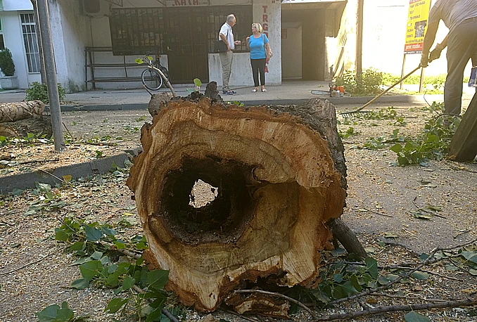 Na svakog stanovnika Zemlje dolazi oko 420 stabala