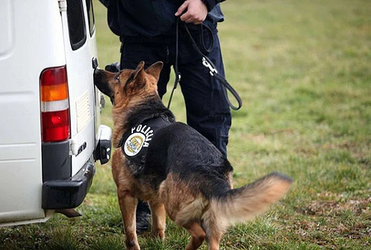 Carinski pas otkrio 20,4 kilograma heroina