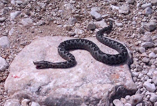 Neum: Ugrizao ga poskok, pa preminuo u mostarskoj bolnici