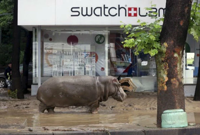 Poplave uništile i ZOO, životinje jure po gradu