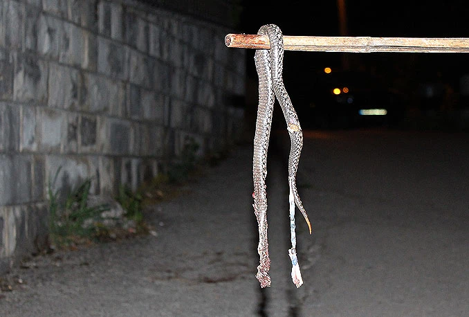 Široki Brijeg: Mještani ubili poskoka nasred ulice