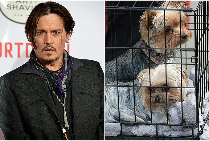Johnny Depp bi mogao završiti u zatvoru zbog kućnih ljubimaca