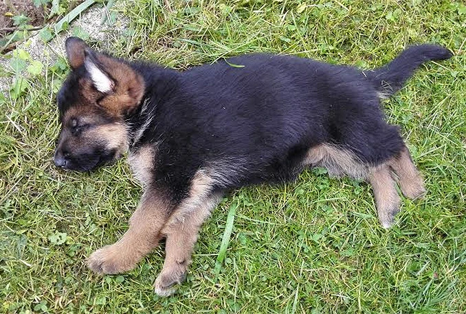 Nestao pas na šetalištu Bare