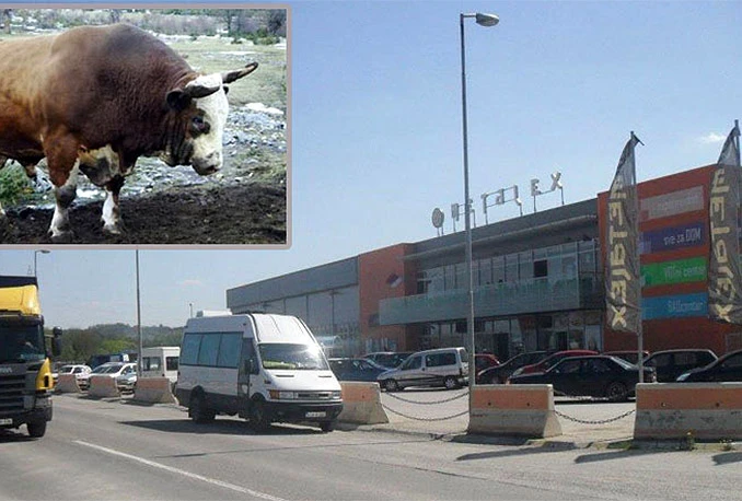 Bik pobjegao mesarima, izletio na magistralu i zamalo završio u tržnom centru