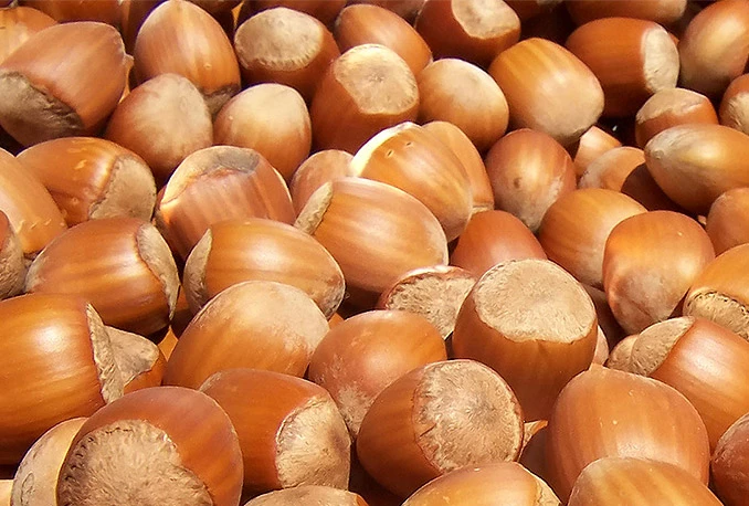 Za bolje pamćenje i cirkulaciju jedite lješnjake