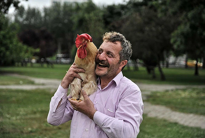 Već 10 godina ima pijetla za kućnog ljubimca: On mi je kao dijete