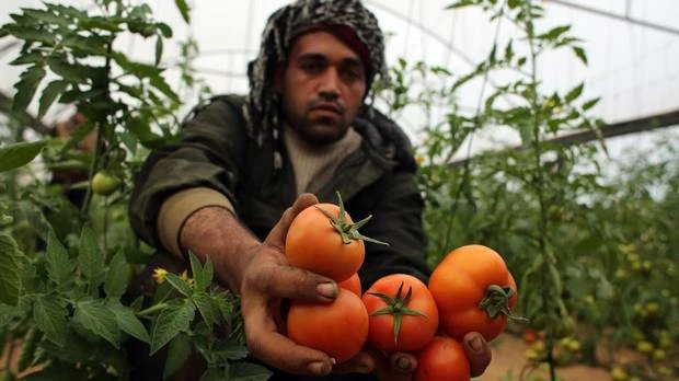 Rajčica iz Palestine u Izraelu prvi put od 2007. godine
