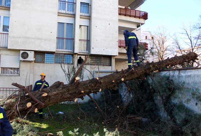 Vjetar iščupao stablo iz korijena i oborio ga na garažu