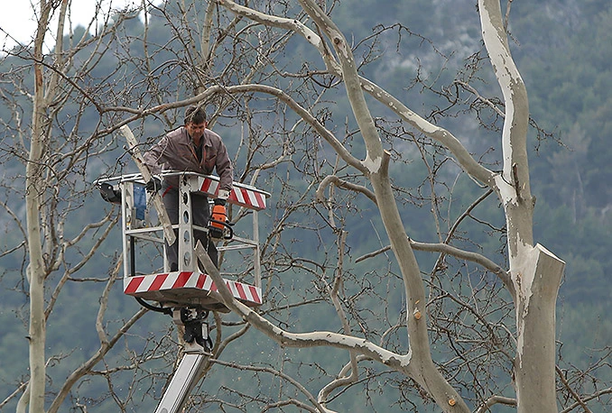Uklonjen platan koji je korijenom počeo dizati garaže