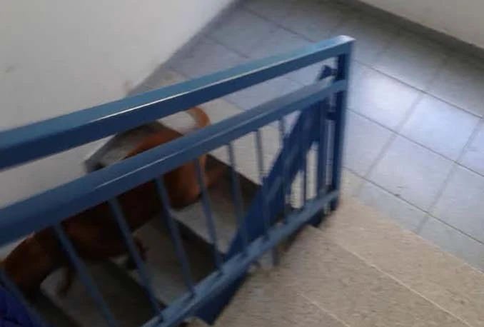 Pas 'zarobio' stanare zgrade u Mostaru