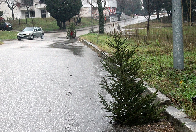 Posađene jelke u mostarske šahtove