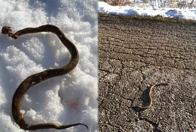 Ubili poskoka u Tomislavgradu!