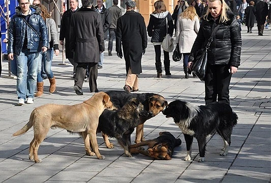 Zbog opasnosti od pasa lutalica sarajevski vrtići obustavljaju rad