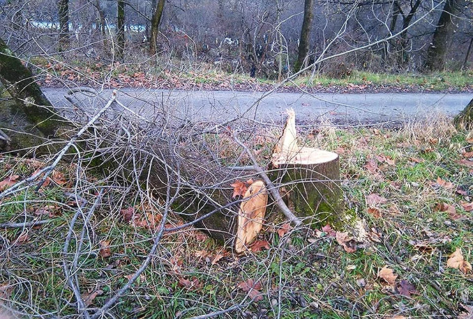 Nekultura i bezobrazluk: Još jedan zločin na Buni