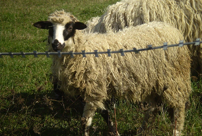 Veterinari u Bugojnu oboljeli od bruceloze