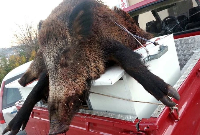 U Čapljini ubijen vepar težak 120 kg
