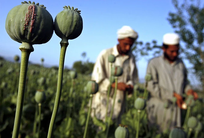 Afganistan obara rekorde: Opijumski mak zasađen na 224.000 hektara