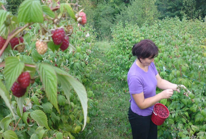 Jablanica, Konjic i Rama dobivaju novih 6 hektara maline i kupine