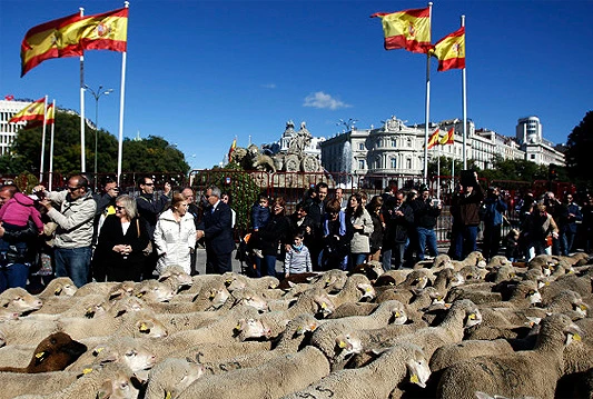 Tisuće ovaca s pastirima prošle središtem Madrida