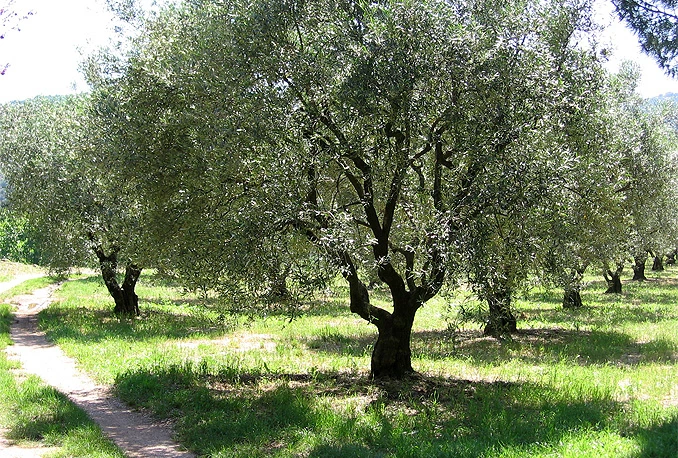 Mostar će dobiti Park mira