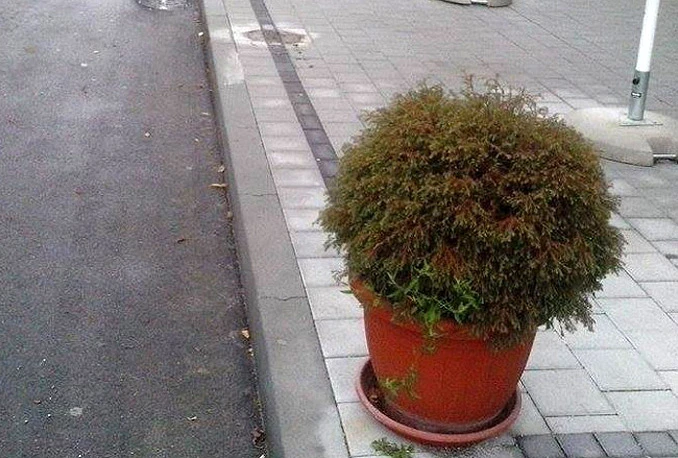 Misteriozno nestala saksija sa čempresom