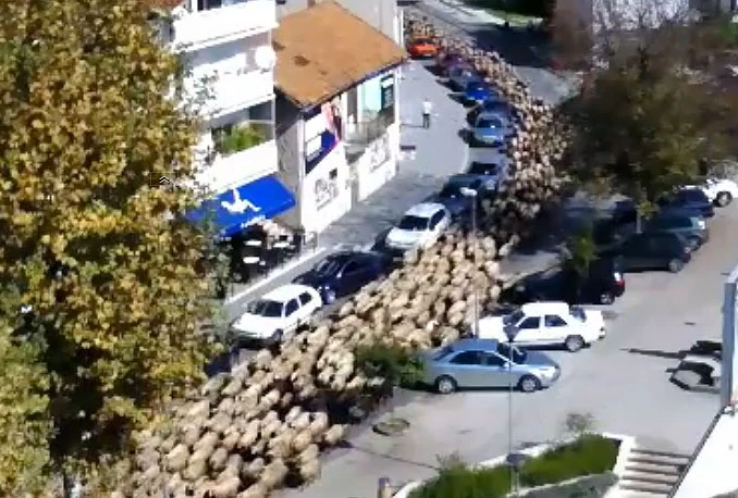 Središtem Širokog Brijega prodefiliralo stado ovaca