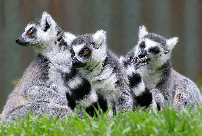 Pionirska dolina bogatija za dva para lemura i četiri merkara