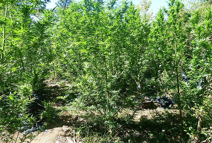 U akciji 'Sigurnost 2' uhićeno osam osoba