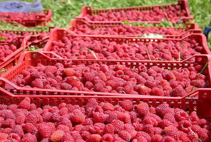 Uspostavljena suradnja Agronomskog fakulteta i Ministarstva branitelja