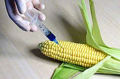 Hrvatska eurozastupnica za proglašenje regije Alpe-Adria slobodne od GMO-a