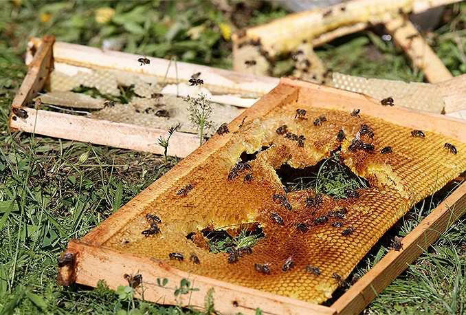 Medvjed provalio u pčelinjak i pojeo oko 50 kilograma hrane