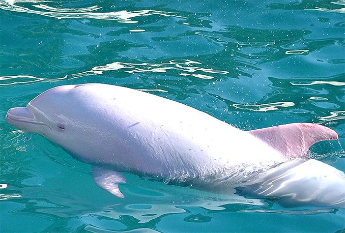 Albino dupin opažen u sjevernom Jadranu