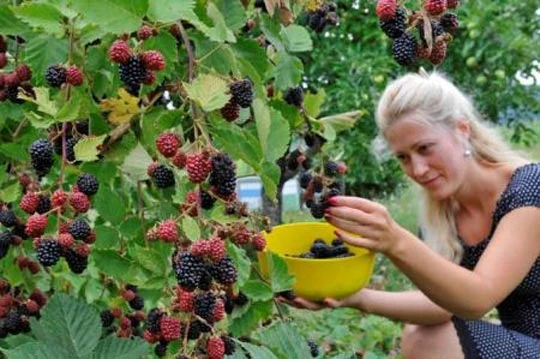 Velika zainteresiranost za nasade maline i kupine u Jablanici