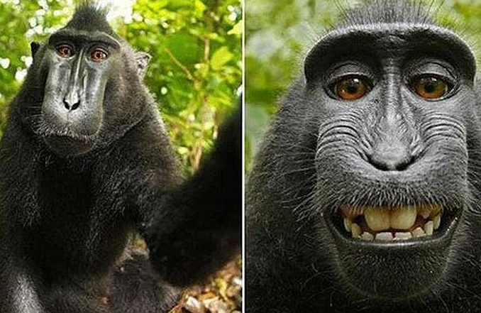 Selfie majmuna izazvao frku: Kome pripadaju autorska prava na fotografiju