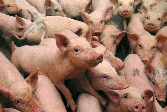Švicarska zabranila uvoz svinjetine