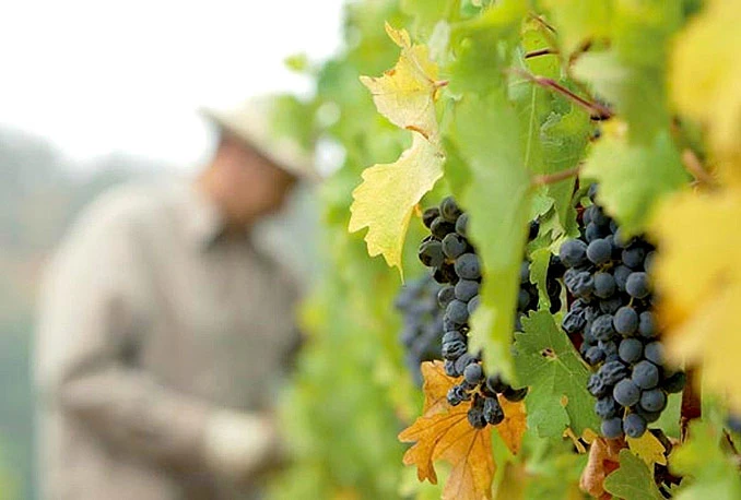Kišovito proljeće i početak ljeta na iskušenje stavili hercegovačke vinogradare