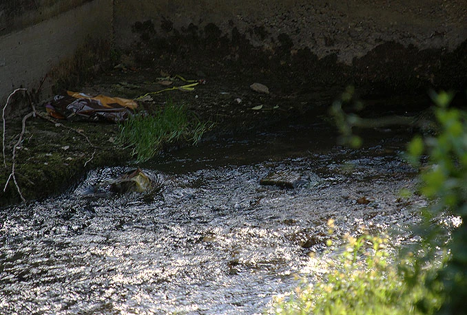 Mostar u borbi s fekalijama, a radovi najavljeni tek za jesen