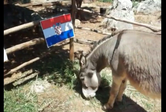 Magarac Pako odlučio: Hrvatska u osmini finala