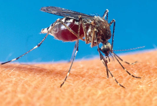 Moguća pojava infekcija virusom zapadnog Nila zbog stanja nakon poplava