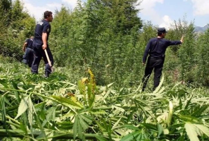 Zaplijenjeno 10 tona marihuane u Albaniji