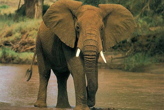 Prošle godine ubijeno 20.000 afričkih slonova