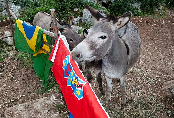 Vidoviti magarac iz Neuma: Hrvatska i Brazil će igrati neriješeno