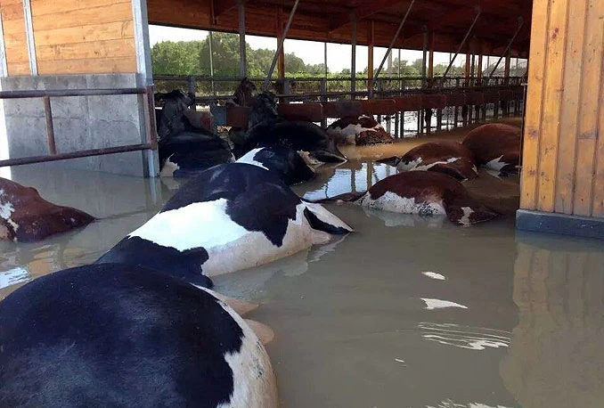 U Srbiju otpremljeno 17 tona animalnog otpada iz BiH