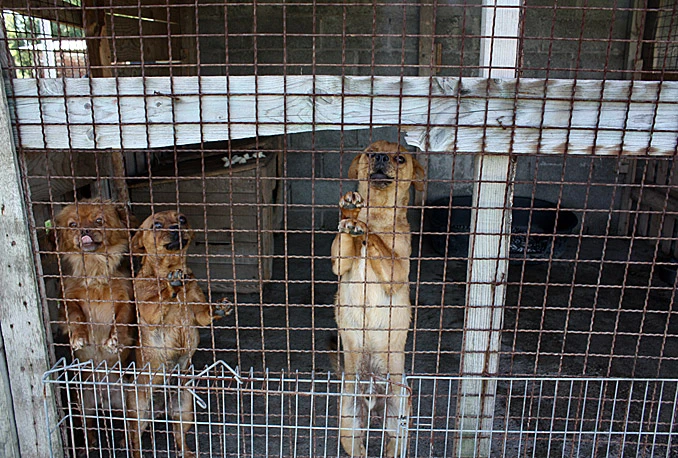 Dog trust pomaže pse na ugroženim područjima