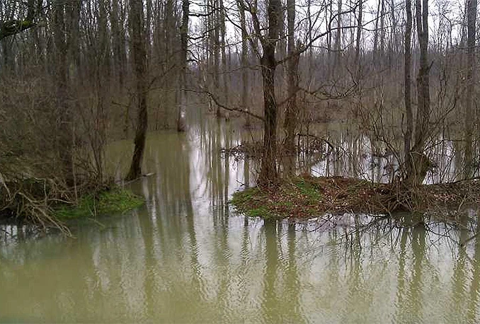 Poplave, požari, insekti: U šumarstvu slijedi ulančavanje šteta