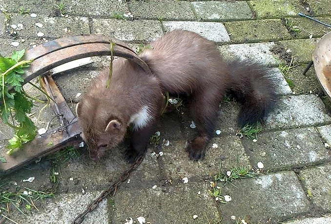 Napokon ulovljen misteriozni džudžan!