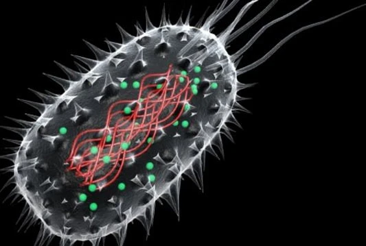 Bakterijama ni najjači antibiotici ne mogu ništa