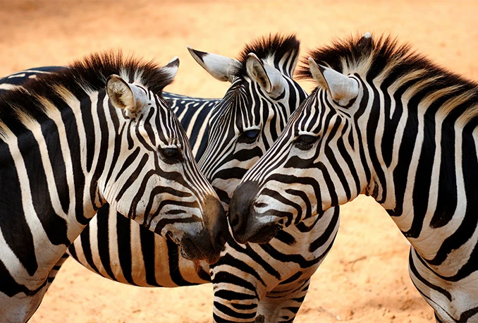 Zašto zebre imaju pruge?