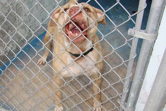 Majka odgrizla pitbullu uho da spasi kći